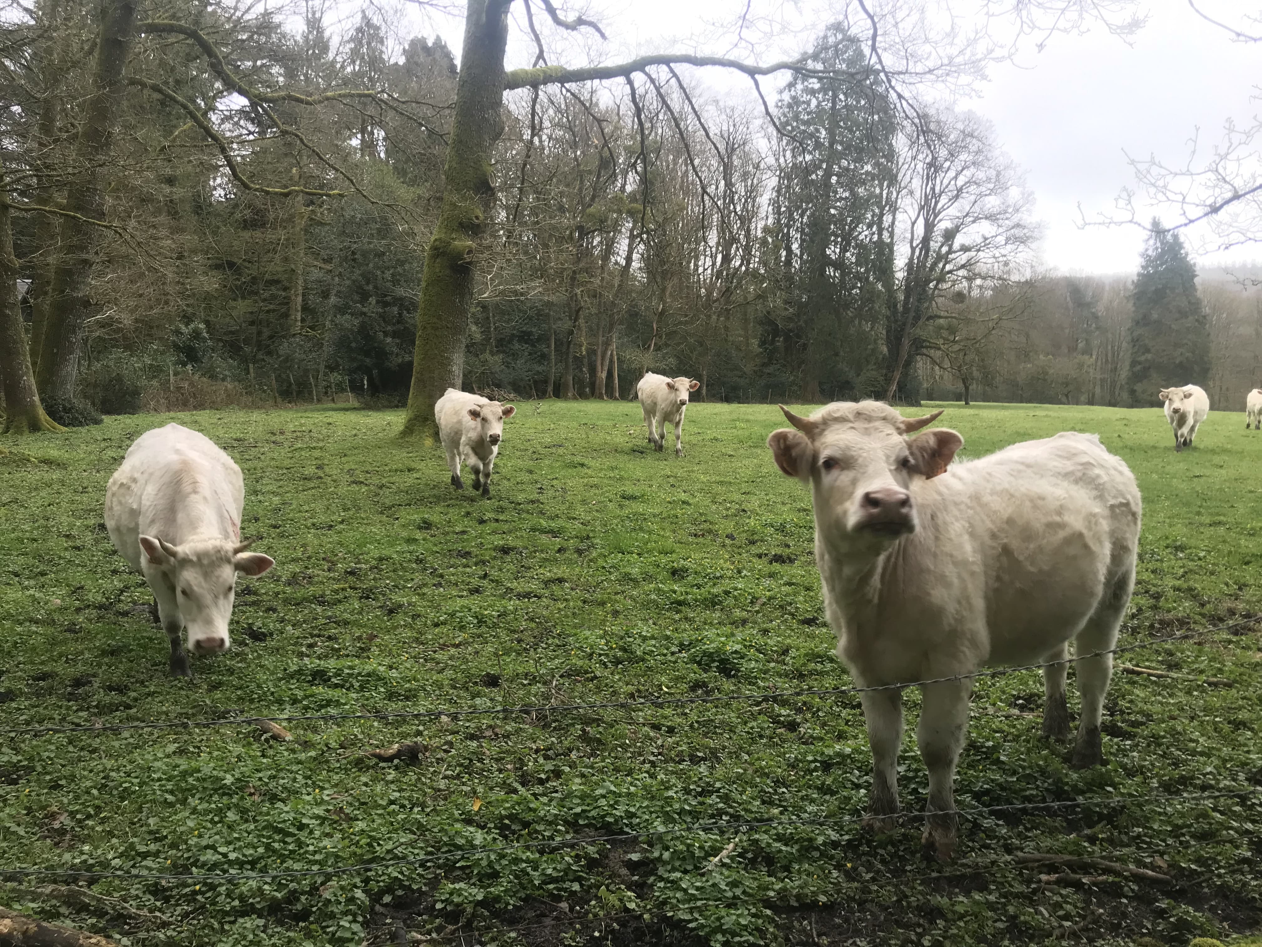 La vache
